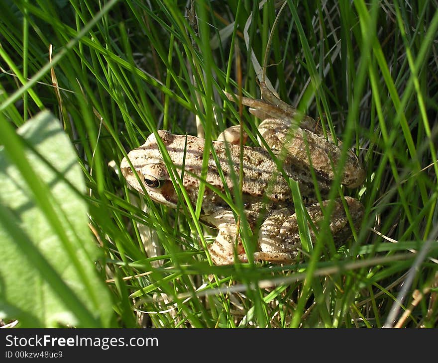 Frog in grass