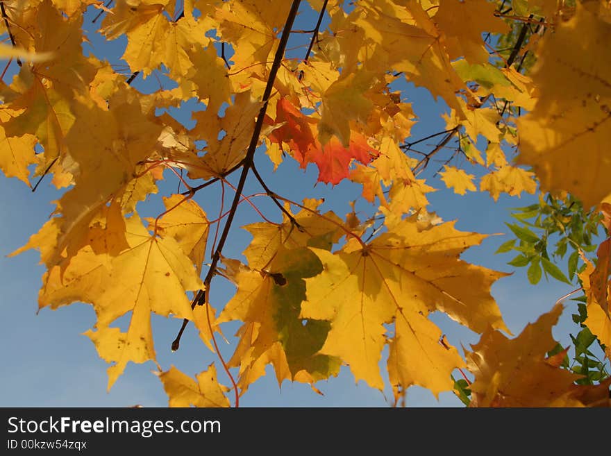 Branch of bright red and yellow maple's leaves over deep blue sky. Branch of bright red and yellow maple's leaves over deep blue sky