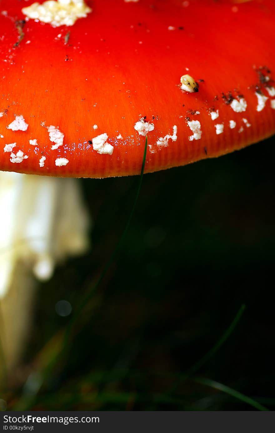 Close-up of the fly agaric mushroom. Close-up of the fly agaric mushroom