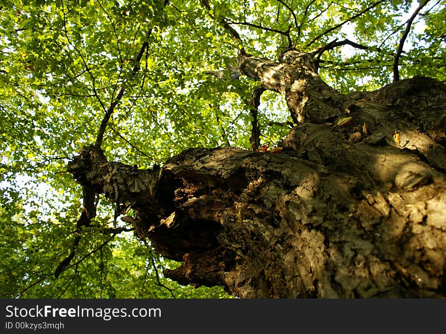 Trunk of an old tree