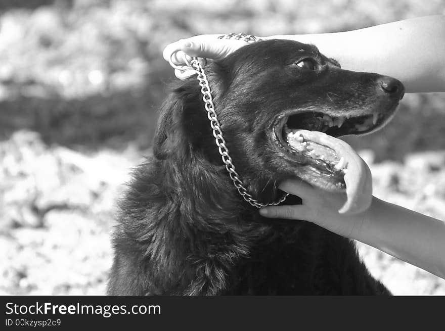 Person putting a dog collar on a wise black dog. Person putting a dog collar on a wise black dog.