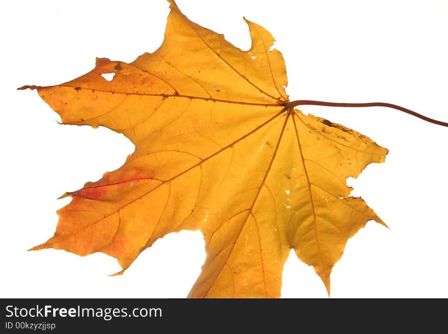 Bright yellow maple's leaf over white. Bright yellow maple's leaf over white