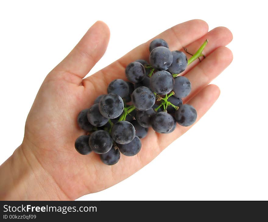 Woman's hand holding a bunch of dark grapes on white background. Woman's hand holding a bunch of dark grapes on white background