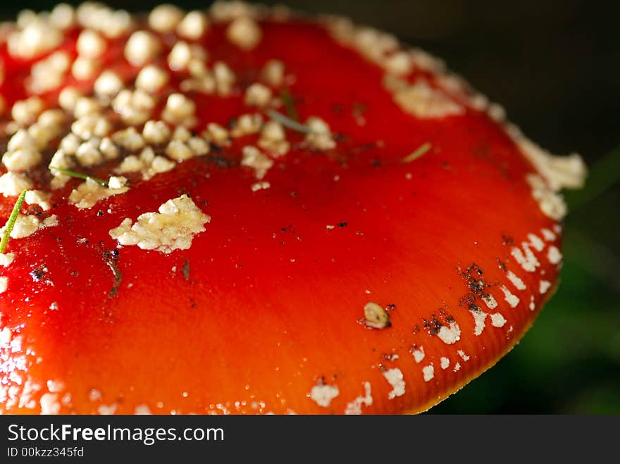 Fly agaric mushroom in detail.