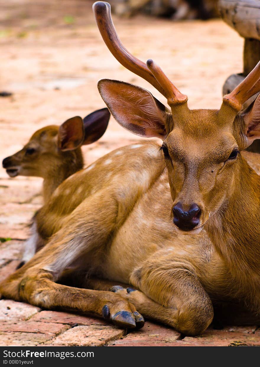 The Deer in breeding farm