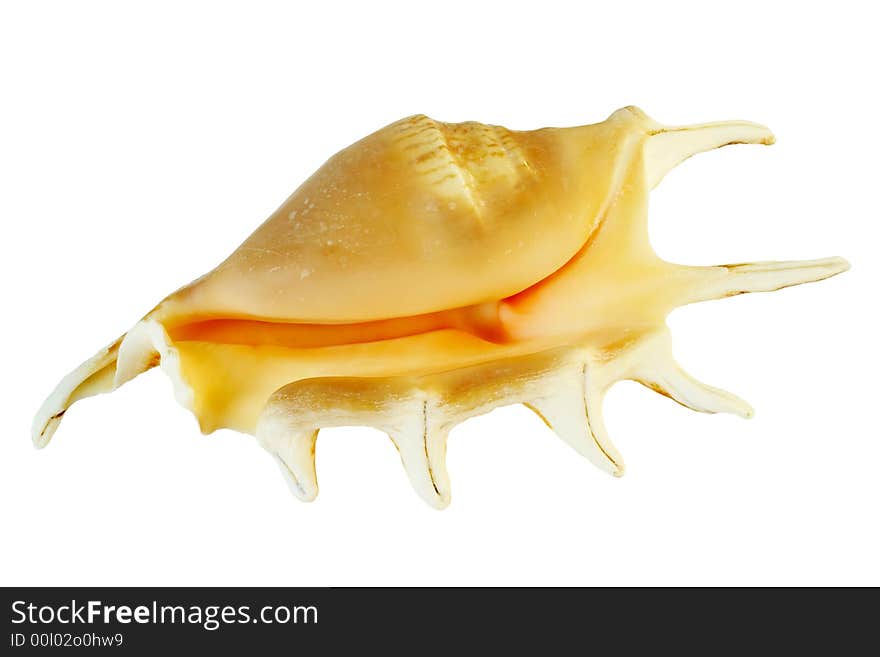 Isolated sea shell with clipping path