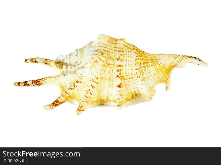 Isolated sea shell with clipping path