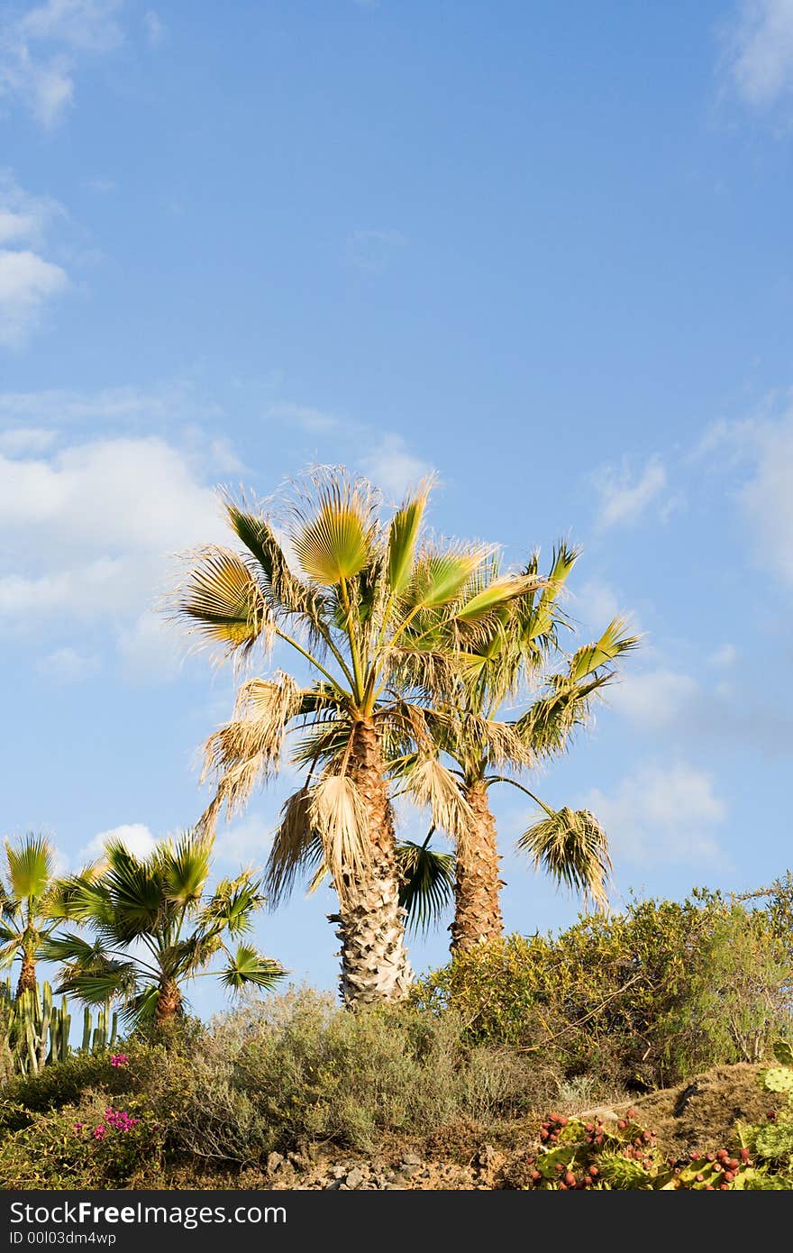 Group of palm trees with a bright blue sky