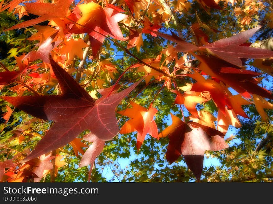 Light filled autumn leaves against a blue sky. Light filled autumn leaves against a blue sky