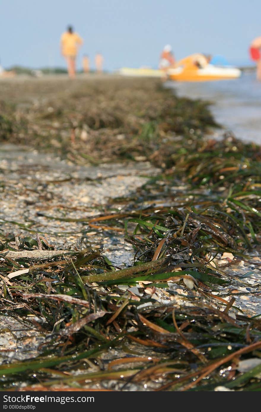 Green and brown seaweeds on the beach