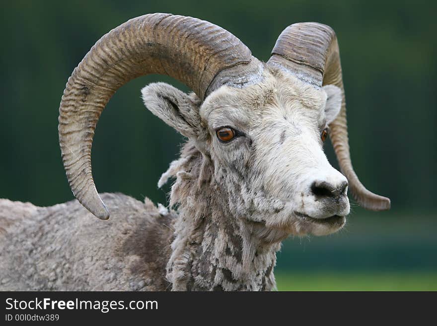 Canadian Rocky Mountain Big Horned Sheep