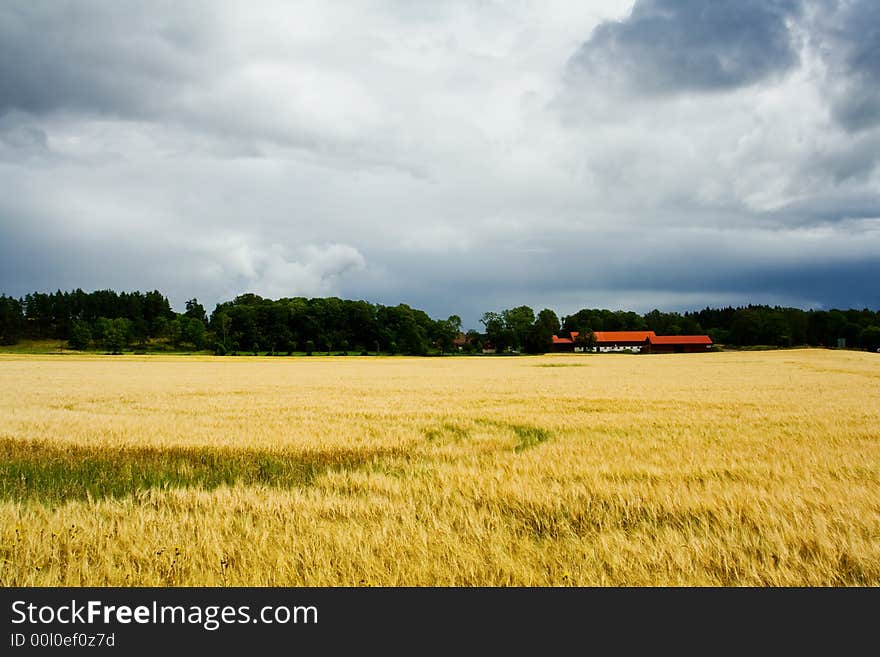 Sunlit Field Of Barley And A F