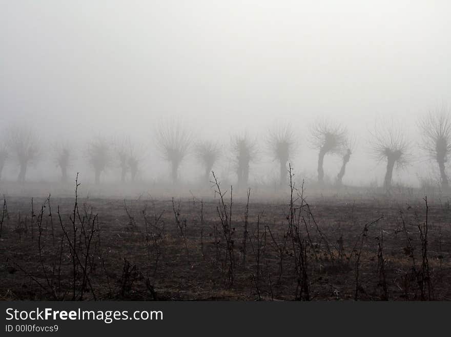 Trees in the fog