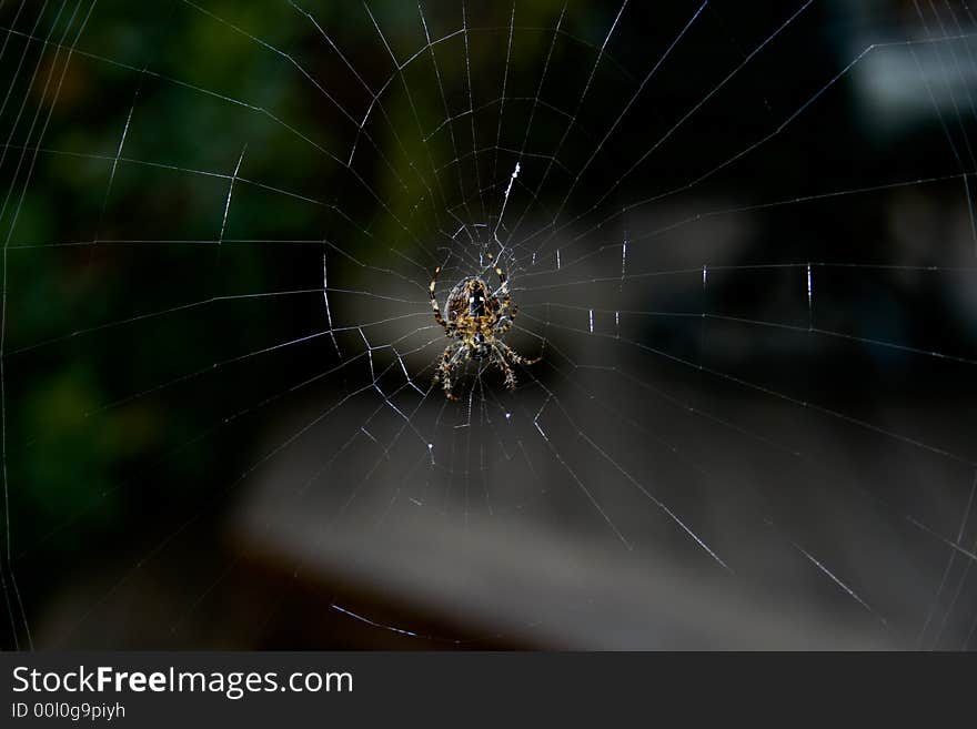 Spider Web