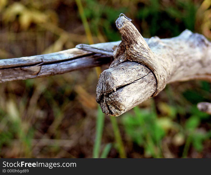 A shot of a old dead limb from a tree.