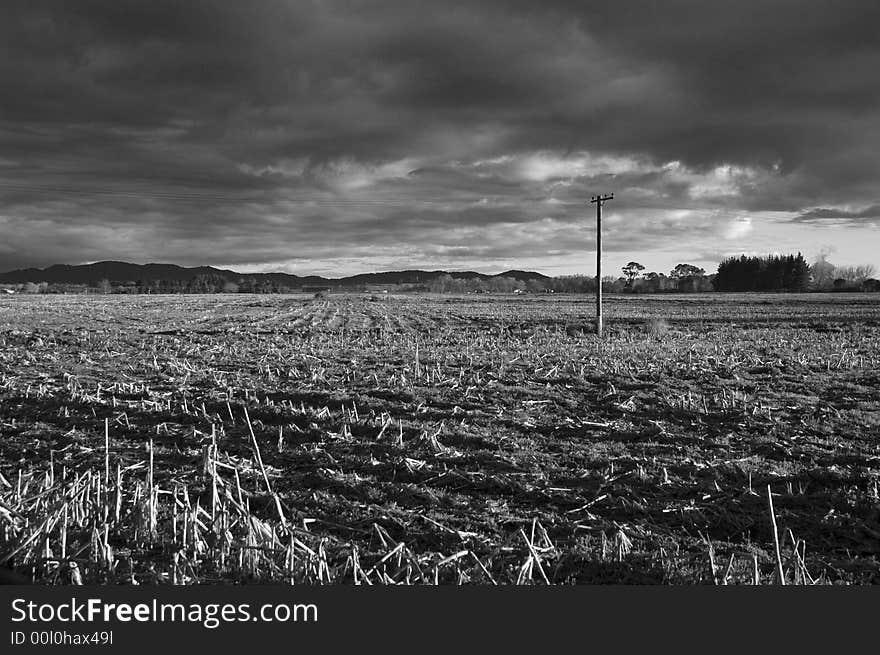 Harvested Cornfield