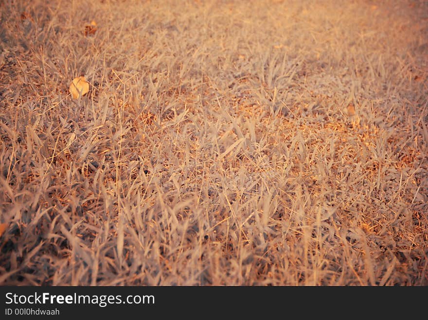 Infrared photo of grass land