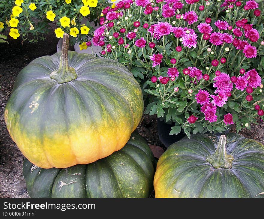 Fall mums and pumpkins being sold at a country roadside stand. Fall mums and pumpkins being sold at a country roadside stand.