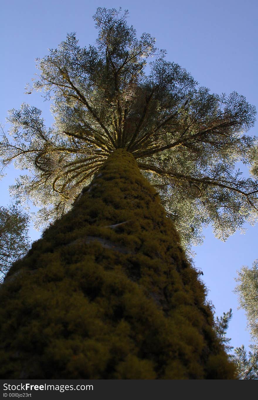 Tall tree reaching to sky