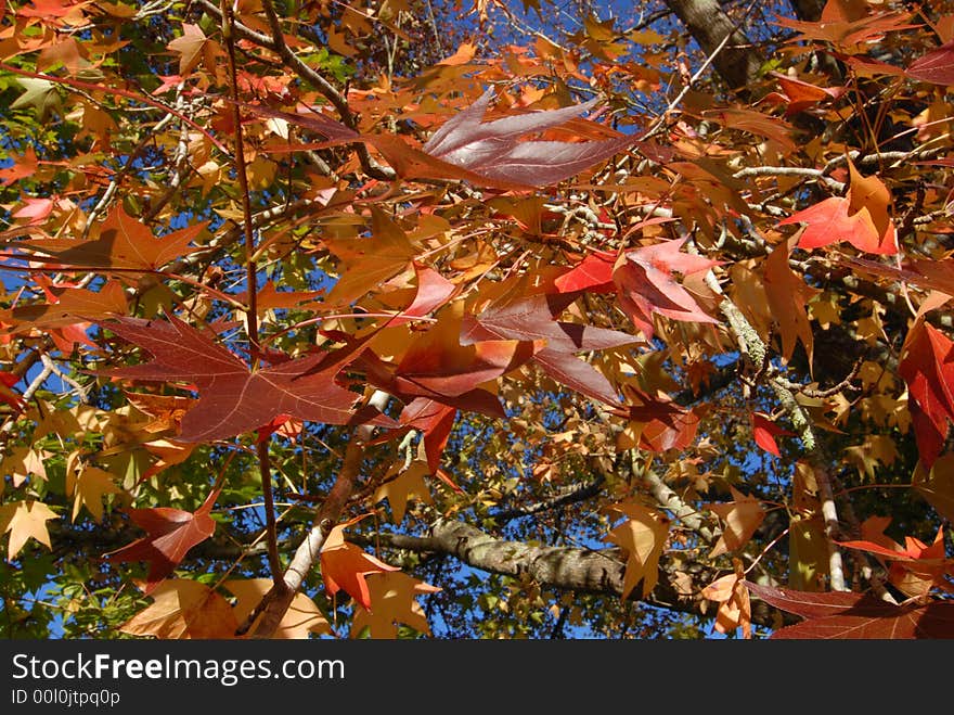 Light filled autumn leaves against a blue sky. Light filled autumn leaves against a blue sky