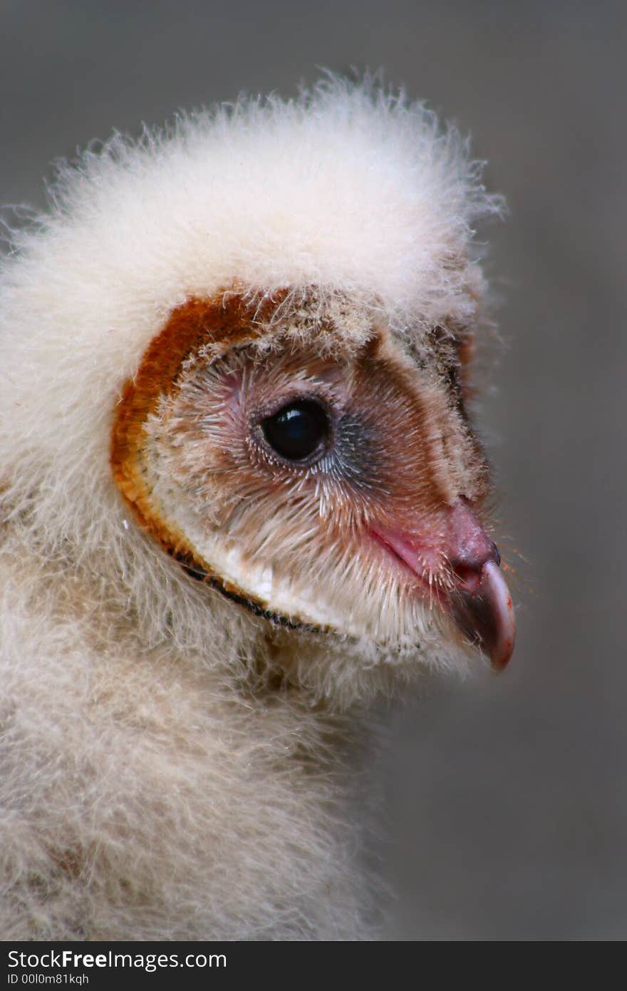 Baby Barn Owl Close Up. Baby Barn Owl Close Up