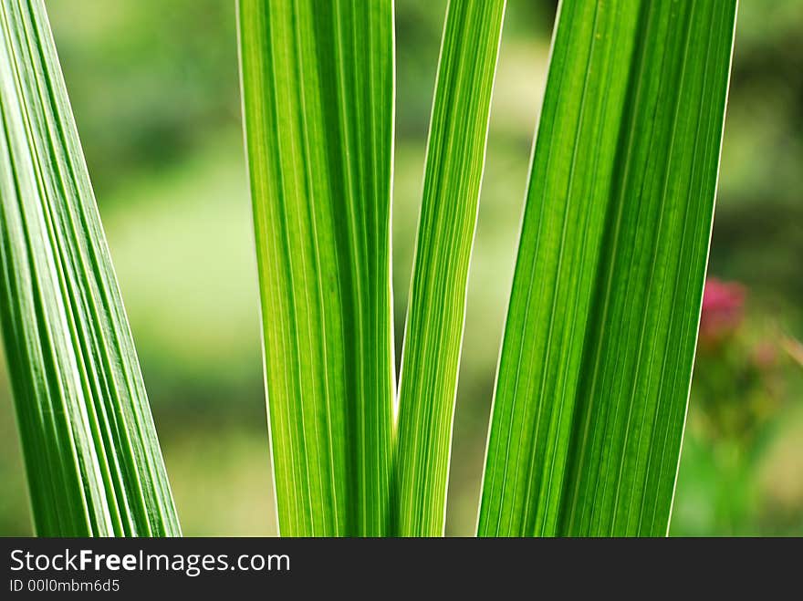 Naturally backlighed green leaves with bokeh background