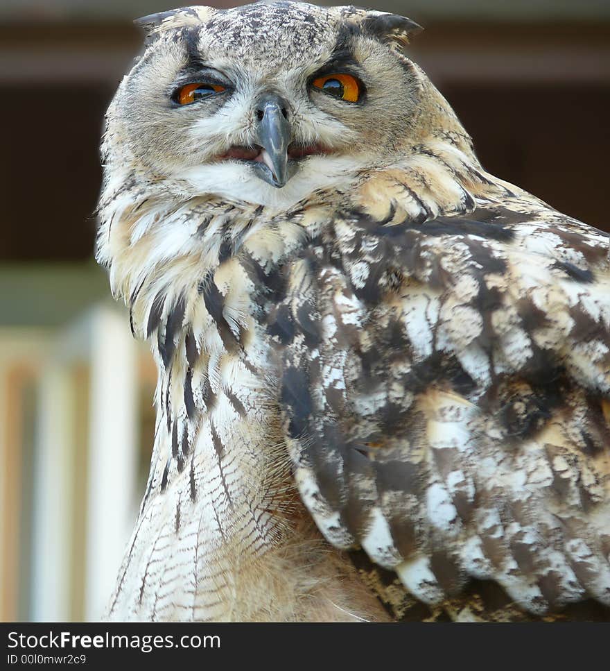 Owl, yellow eyes and gorgeous plumage. Owl, yellow eyes and gorgeous plumage