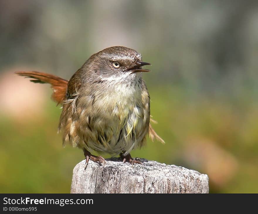 Scrub wren singing