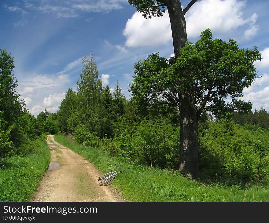 Road in the green forest