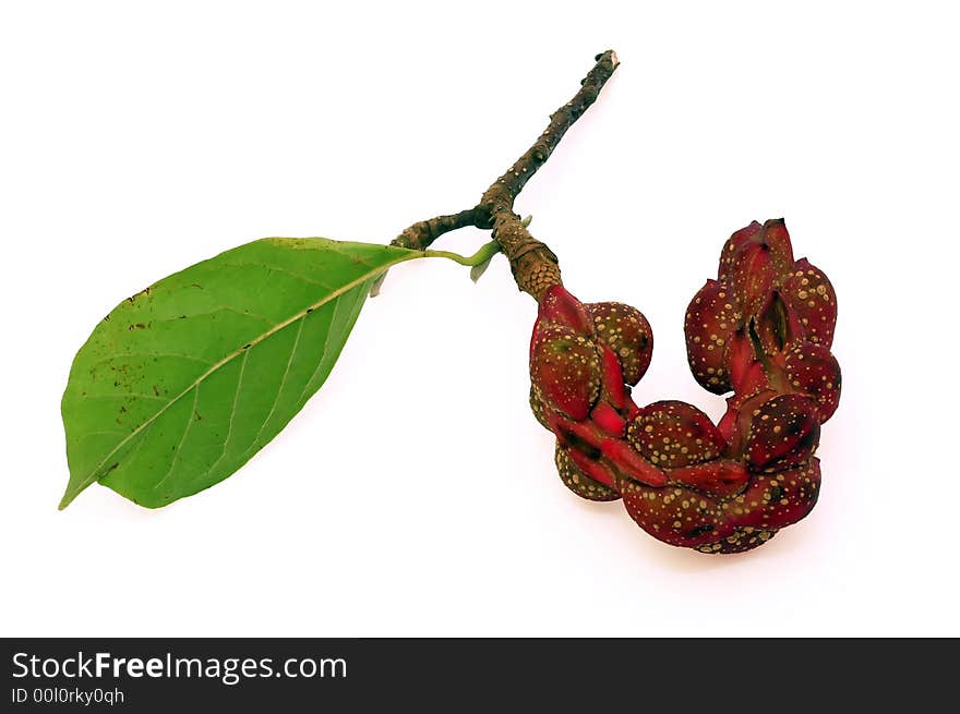 Magnolia Seed Pod