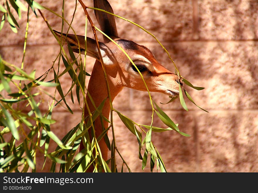 Gerenuk eating