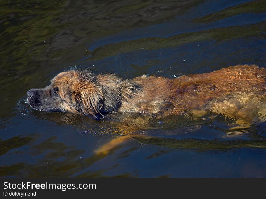 The swimming sheep-dog. Hot summer day on the river. The swimming sheep-dog. Hot summer day on the river.