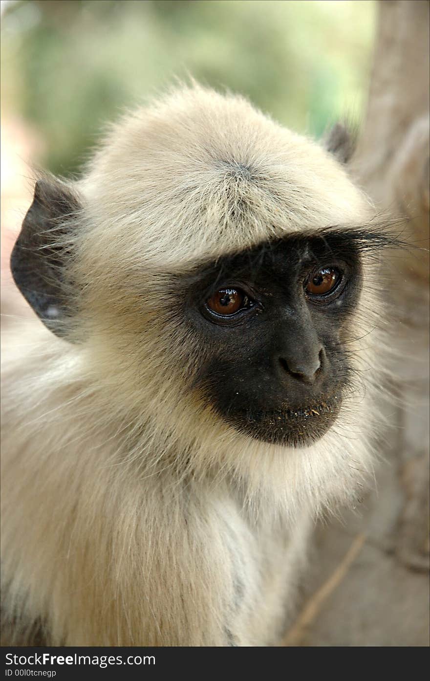 A young Indian monkey staring and ready for action