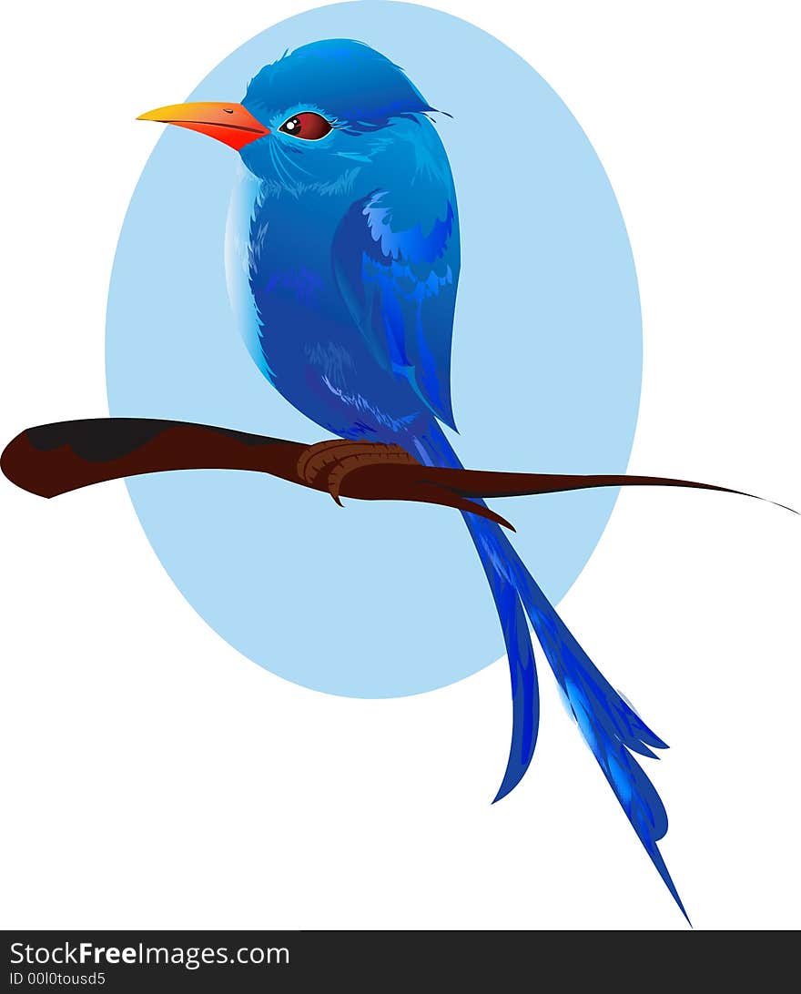 Blue Bird sitting on a branch of tree