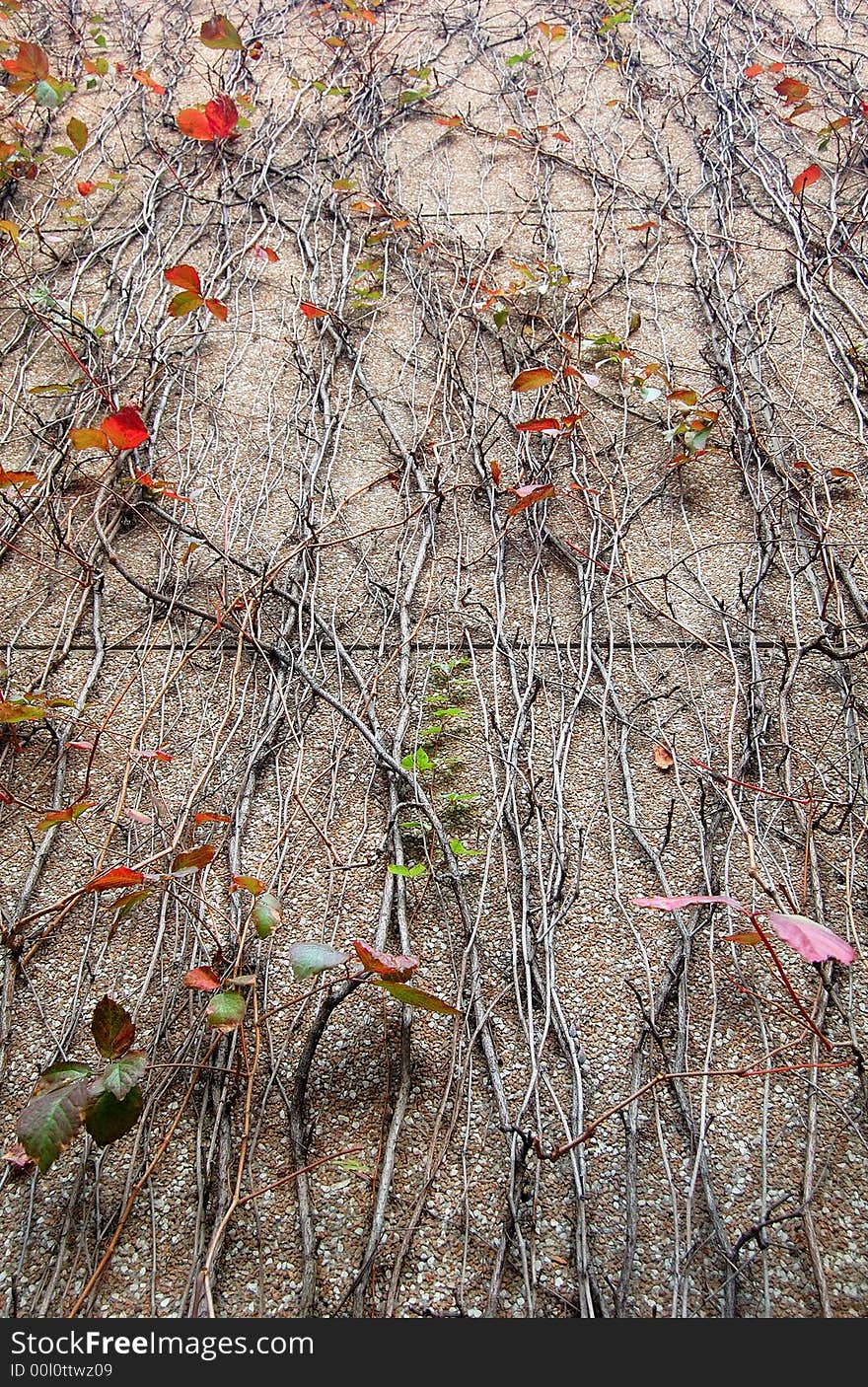 Bine in the autumn