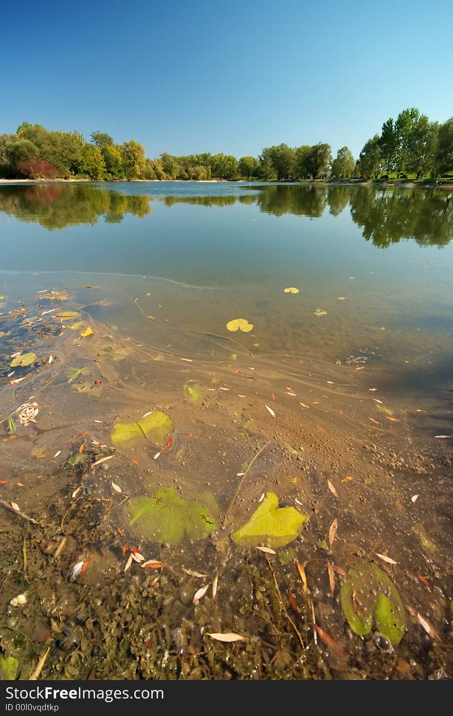 Leafs In Lake