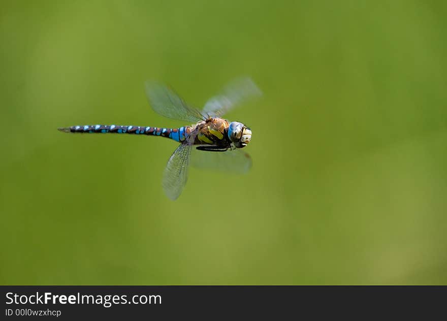 Dragonfly