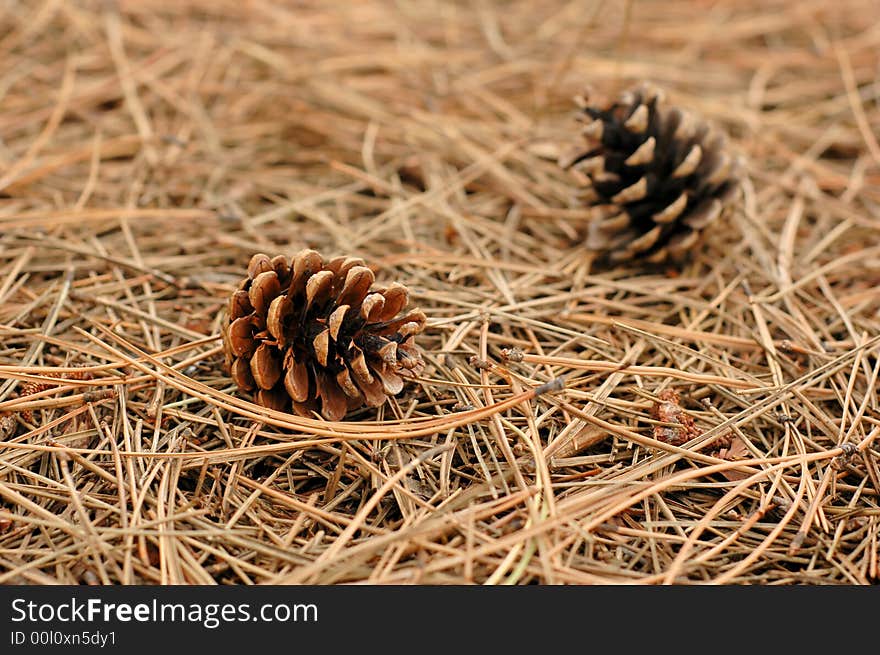 Pine cones on pine needles