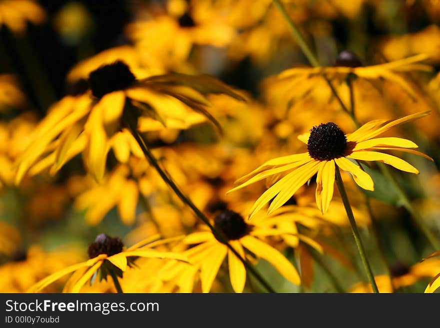 Yellow autumn flowers in the garden