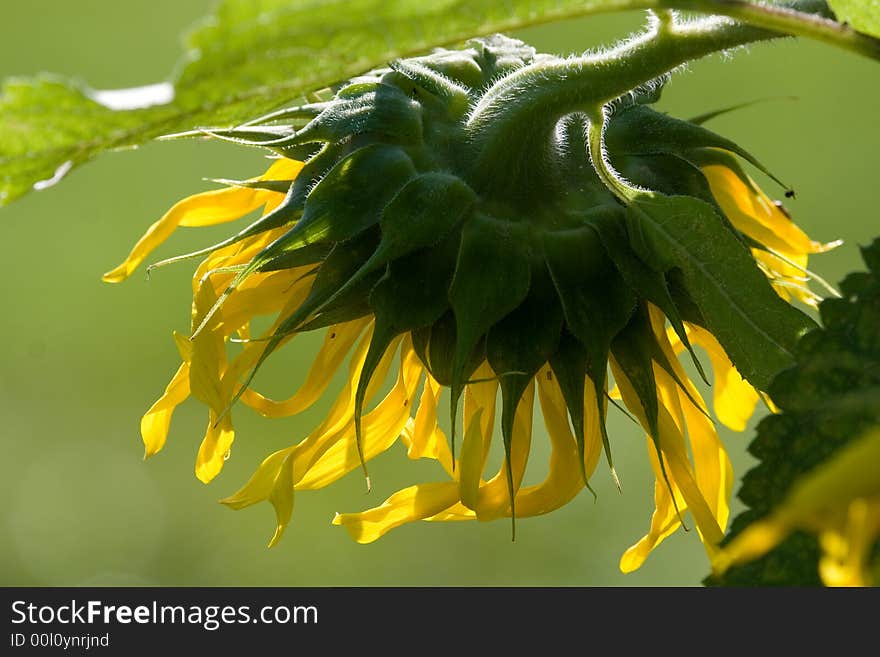 Other side of a sunflower