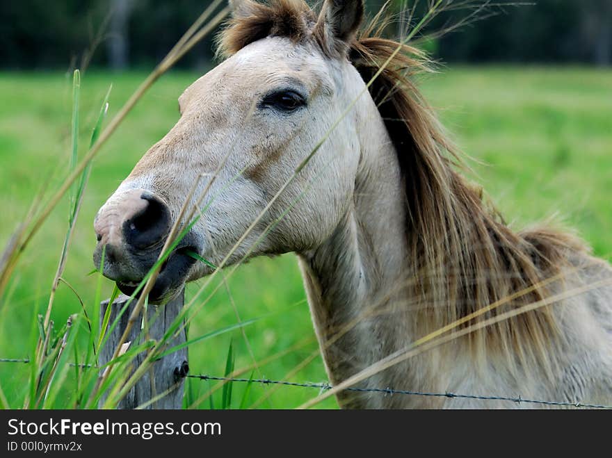 The horse a the tontouta meadow new caledonia. The horse a the tontouta meadow new caledonia