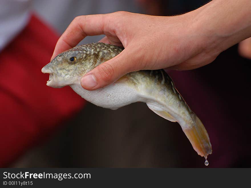 Fish In The Fishing Farm