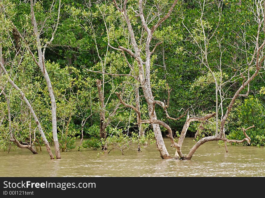 Seaside tree at the bays