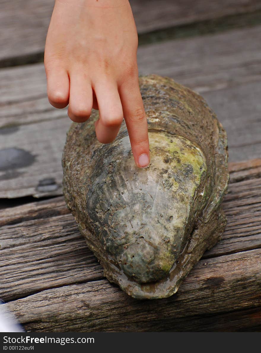 Sea shell in the fish farm