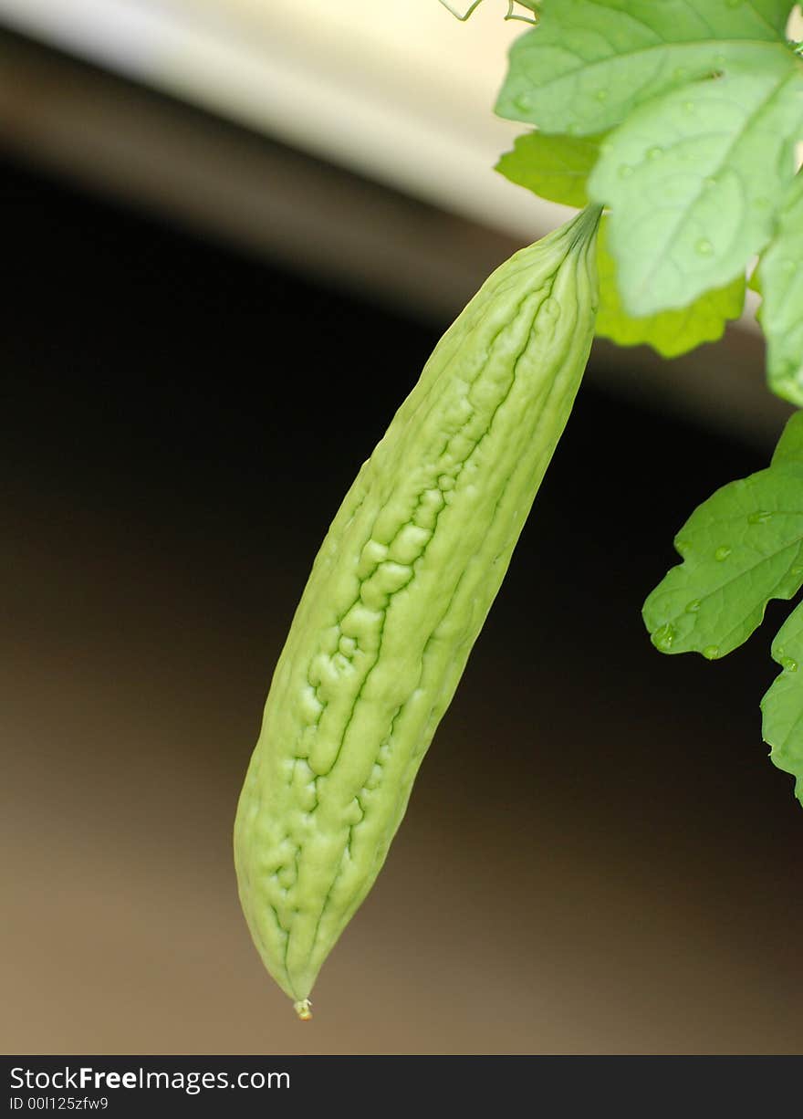 Green bitter gourd