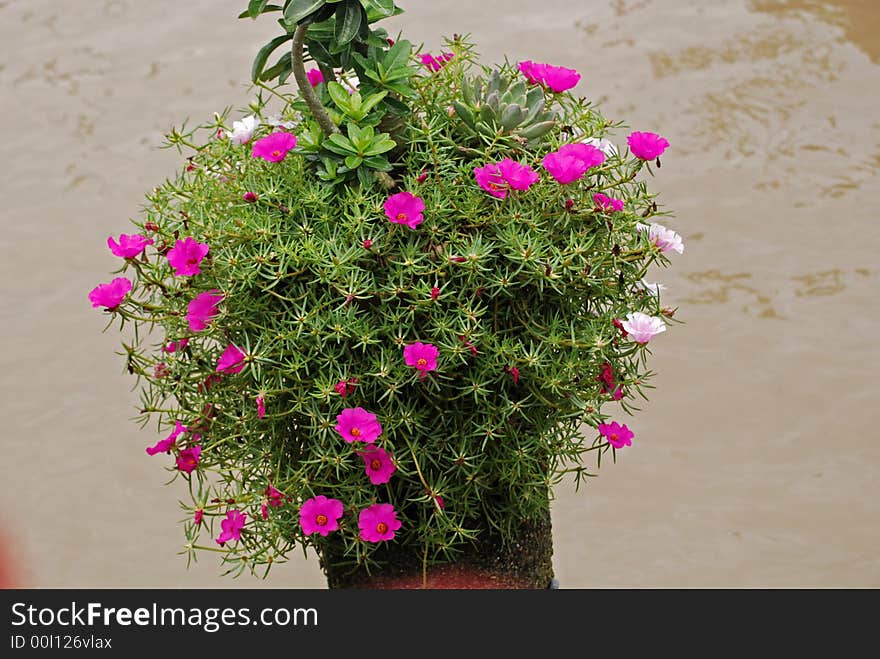 Purple flowers at the seaside