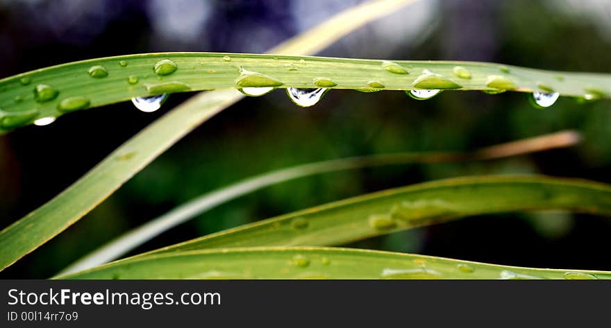 Raindrops rolling on the graminera leaves wainting their turn to fall. Raindrops rolling on the graminera leaves wainting their turn to fall