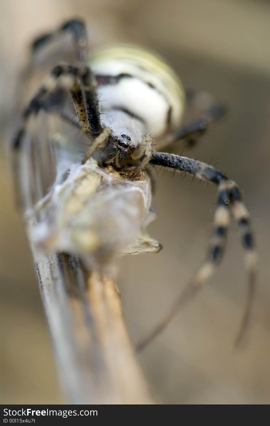 A prey captured by spider