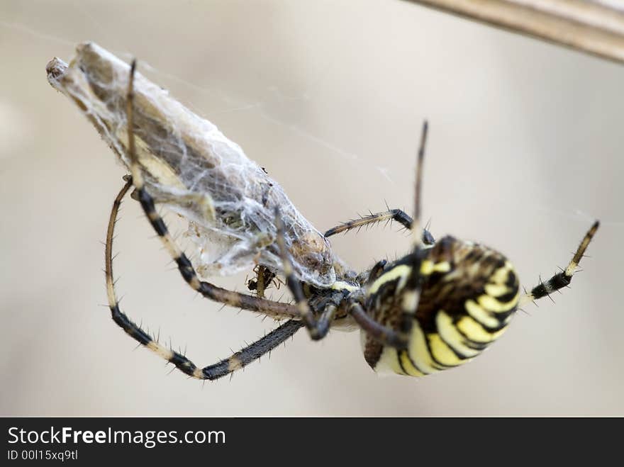 A prey captured by spider