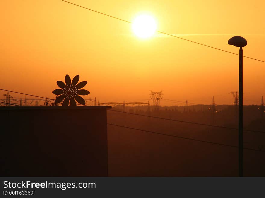 Industrial Sunset Sunflower